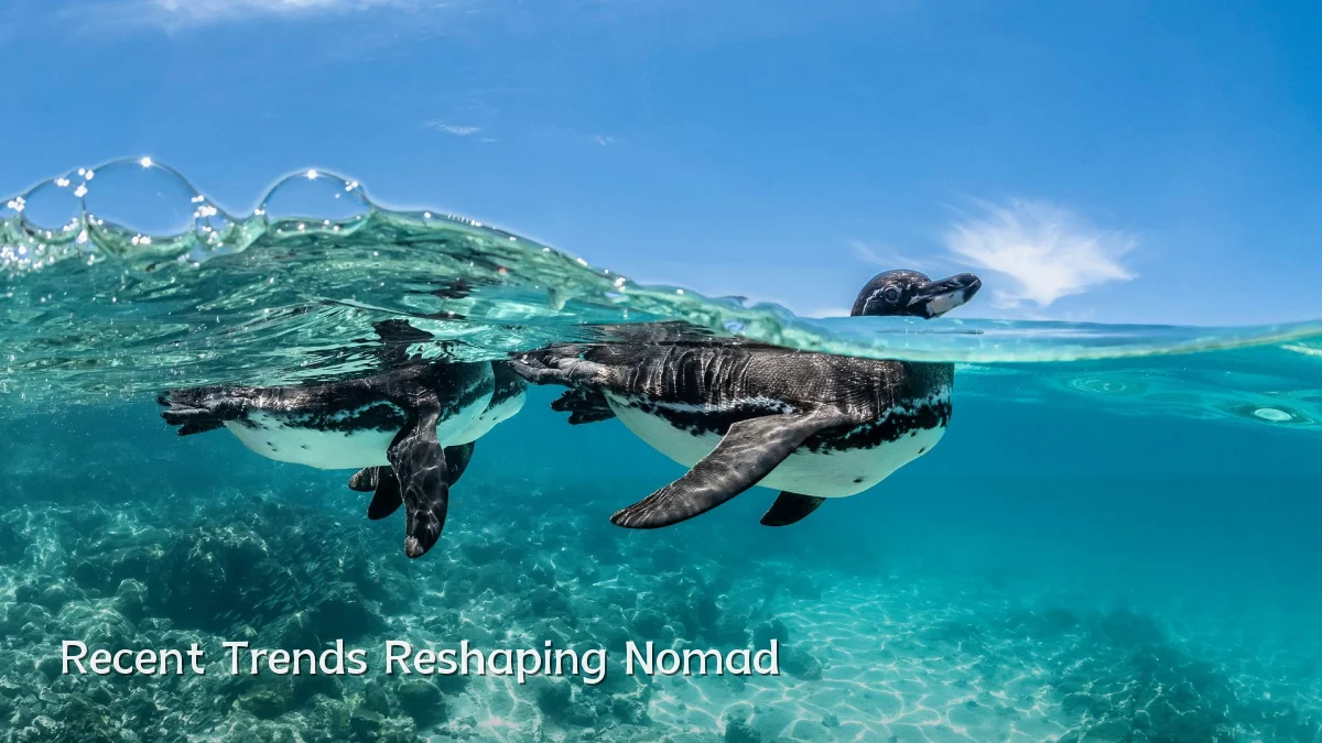 Recent Trends Reshaping Nomad